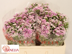 Chamelaucium Giselle 50cm 25gr.