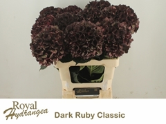 Hydrangea Dark Ruby Classic 60cm 14-16cm Hd