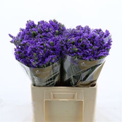 Limonium Sinuatum Pippa Wings 60cm 30gr.