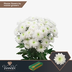 Chrysanth Spray Altaj 70cm 95gr.