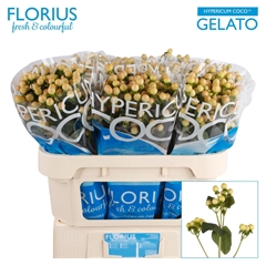 Hypericum Coco Gelato 70cm