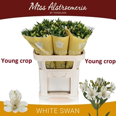 Alstroemeria White Swan 75cm 95gr.