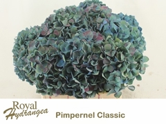 Hydrangea Pimpernel Classic 40cm 16-18cm Hd