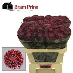 Chrysanth Single Bigoudi Red 75cm 105gr.