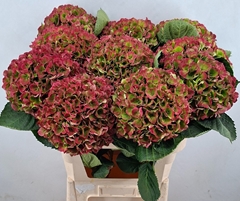 Hydrangea Opal Classic 80cm 21-23cm Hd