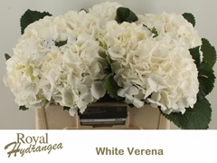 Hydrangea White Verena 50cm 15-17cm Hd