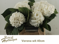 Hydrangea White Verena 40cm 14-16cm Hd