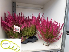 Erica Gracilis Heidi's Bella 12Ø 27cm