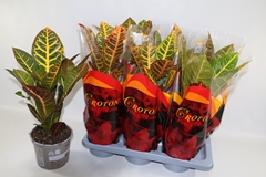 Codiaeum Big Leaf Petra 17Ø 45cm
