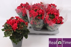 Begonia Double Grace 14Ø 35cm
