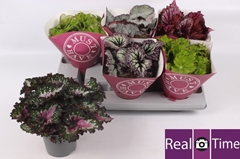 Begonia Leaf Beleaf Mix 13Ø 25cm