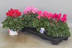 Cyclamen Super Serie Xl 13Ø 30cm