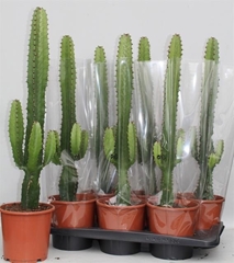 Euphorbia Acrurensis 18Ø 90cm