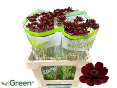 Cosmos Atrosanguineus Black Beauty 55cm
