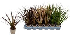 Dracaena Mix 3 Pieces 9Ø 30cm