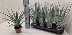 Aloe Arborescens 12Ø 40cm