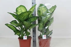 Dieffenbachia Lemon Trop 24Ø 80cm