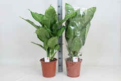 Dieffenbachia Ivory Green 24Ø 90cm