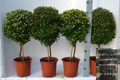 Chrysanth Mix 21Ø 65cm