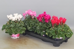 Cyclamen Super Serie Xl 13Ø 30cm