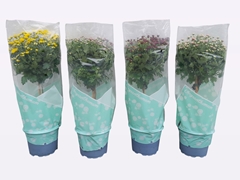 Chrysanth Mix 17Ø 50cm