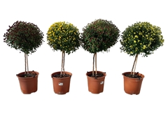 Chrysanth Mix 21Ø 70cm