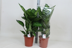 Dieffenbachia Maroba 24Ø 95cm
