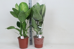Dieffenbachia Living Fantasy 24Ø 95cm