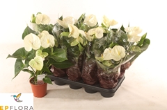 Anthurium Arisa White 12Ø 60cm