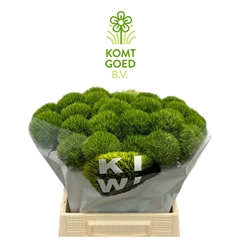 Dianthus Barb Kiwi Mellow 45cm