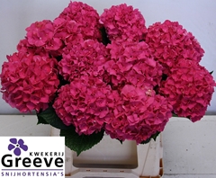 Hydrangea Glowing Alps 40cm 11-13cm Hd