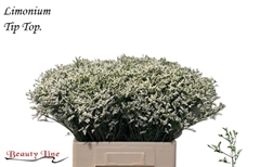 Limonium Sinense Sensy Tip Top 60cm 15gr.