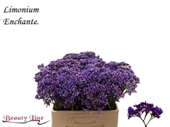 Limonium Perezii Enchante 60cm 25gr.