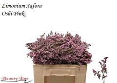 Limonium Safora Oshi Pink 50cm 20gr.
