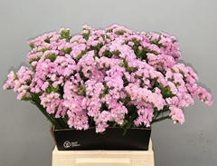 Limonium Sinuatum Rosella Sun Birds 50cm 20gr.