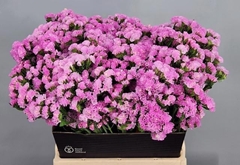 Limonium Sinuatum Pretty Wings 50cm 20gr.