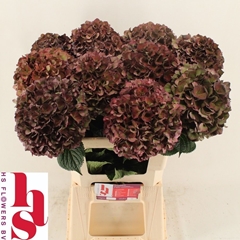 Hydrangea Pink Ruby Classic 60cm 18-20cm Hd