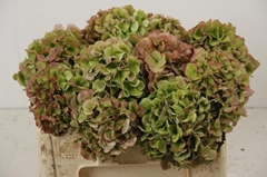 Hydrangea Verena Classic 50cm 13-15cm Hd