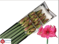 Hippeastrum Pleasure 65cm