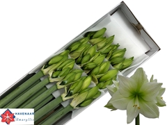 Hippeastrum Avalanche 75cm