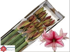 Hippeastrum Revelation 80cm