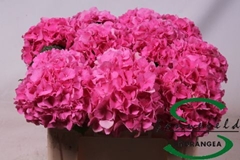 Hydrangea Glowing Alps 50cm 11-13cm Hd
