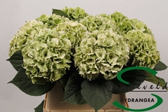 Hydrangea Lolly Pop Classic 80cm 15-17cm Hd