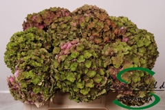 Hydrangea Royal Anastasia Classic 50cm 11-13cm Hd