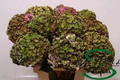 Hydrangea Royal Anastasia Classic 60cm 13-15cm Hd