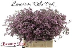 Limonium Safora Oshi Pink 70cm 30gr.