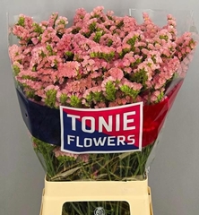 Limonium Sinuatum Peach Wings 70cm 25gr.
