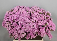 Limonium Sinuatum Rosella Sun Birds 40cm 20gr.