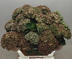 Hydrangea Mix 70cm 12-14cm Hd