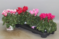 Cyclamen Super Serie Xl 13Ø 30cm
